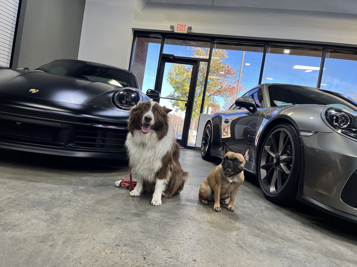 A French bulldog and a border collie standing between two parked Porsches inside a showroom.