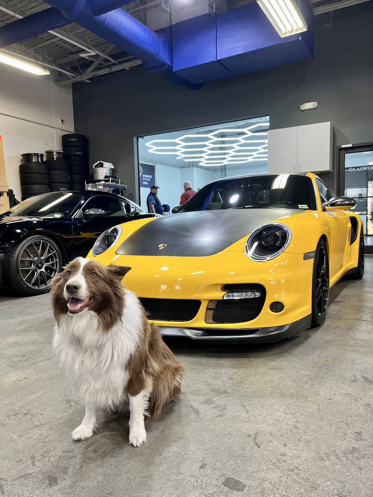 A border collie sitting on a workshop floor in front of a yellow Porsche 911 with a carbon fibre hood.